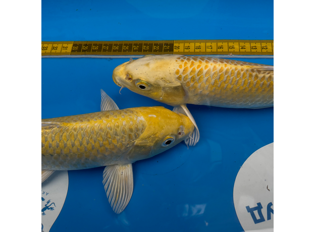 Карп кои Ямабуки L (Cyprinus carpio)
