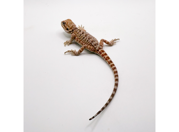 Агама бородатая hypo Leatherback S