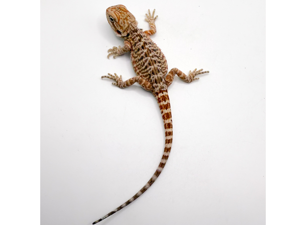 Агама бородатая hypo Leatherback S