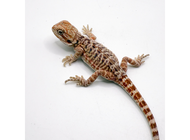 Агама бородатая hypo Leatherback S