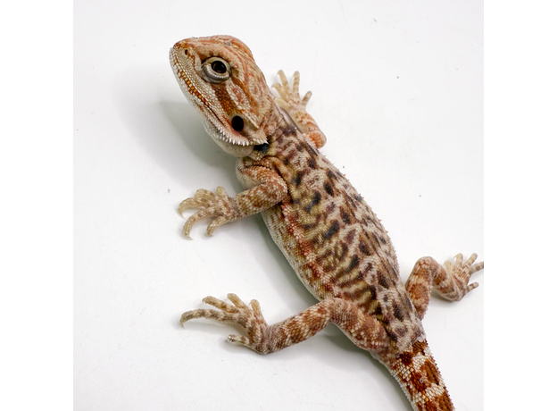 Агама бородатая hypo Leatherback S