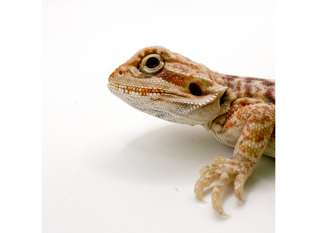 Агама бородатая hypo Leatherback S