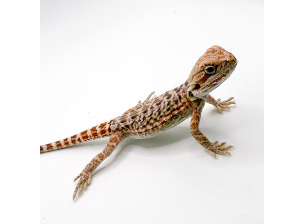Агама бородатая hypo Leatherback S