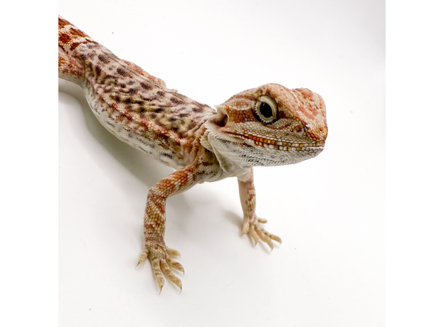 Агама бородатая hypo Leatherback S