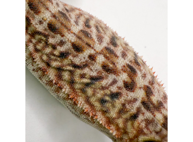 Агама бородатая hypo Leatherback S