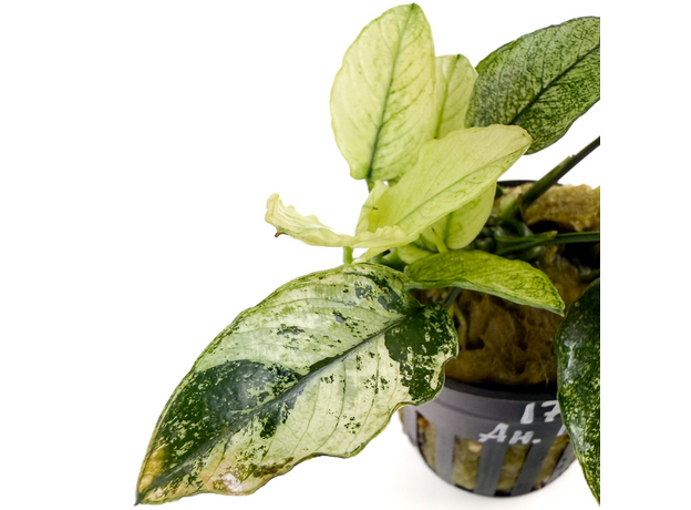 Анубиас бартера Пинто (Anubias barteri var. nana Pinto) (в горшке)