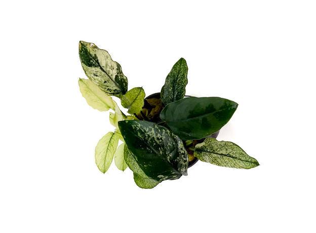 Анубиас бартера Пинто (Anubias barteri var. nana Pinto) (в горшке)