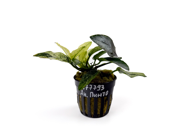 Анубиас бартера Пинто (Anubias barteri var. nana Pinto) (в горшке)