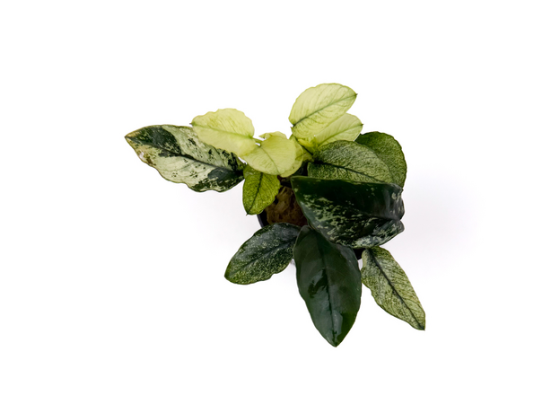 Анубиас бартера Пинто (Anubias barteri var. nana Pinto) (в горшке)
