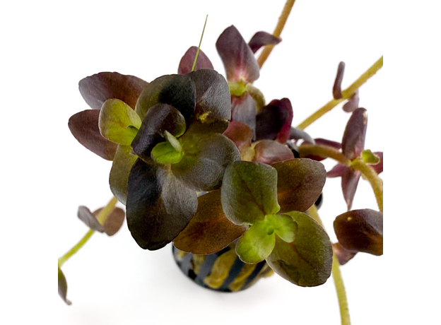 Бакопа Зальцмана пурпурная (в горшке) (Bacopa Salzmannii Purple)