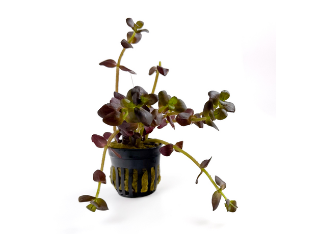 Бакопа Зальцмана пурпурная (в горшке) (Bacopa Salzmannii Purple)