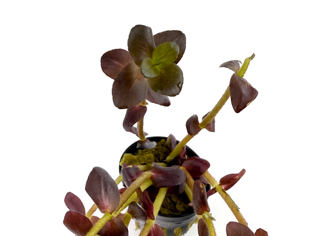 Бакопа Зальцмана пурпурная (в горшке) (Bacopa Salzmannii Purple)