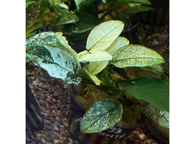 Анубиас бартера Пинто (Anubias barteri var. nana Pinto) (в горшке)