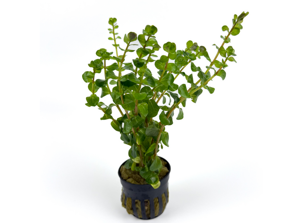 Ротала Бангладеш (в горшке) (Rotala sp. Bangladesch)