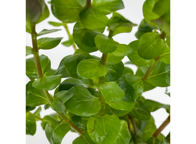 Ротала Бангладеш (в горшке) (Rotala sp. Bangladesch)