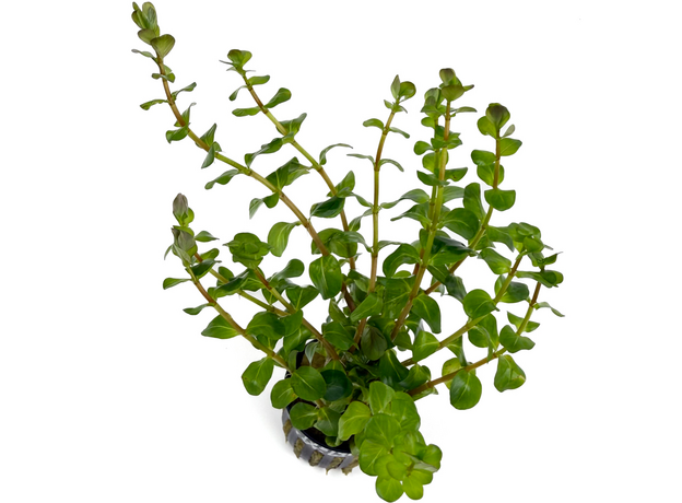 Ротала Бангладеш (в горшке) (Rotala sp. Bangladesch)