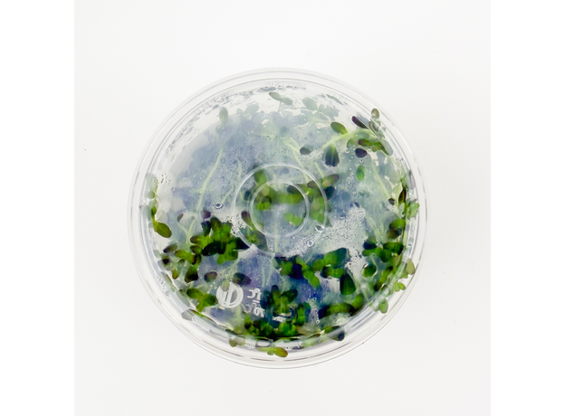 Ротала Флорида (Rotala ramosior Florida) (меристема) Тайланд