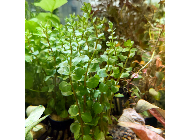 Ротала Бангладеш (в горшке) (Rotala sp. Bangladesch)