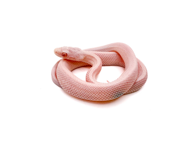 Полоз маисовый Pastel Snow Tessera