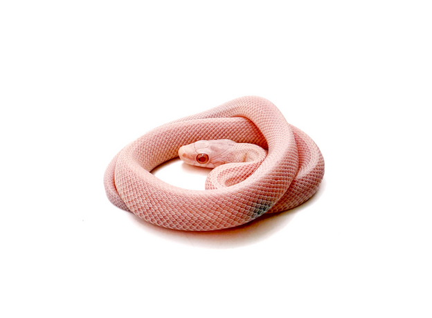 Полоз маисовый Pastel Snow Tessera