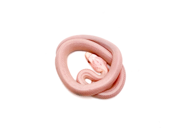 Полоз маисовый Pastel Snow Tessera