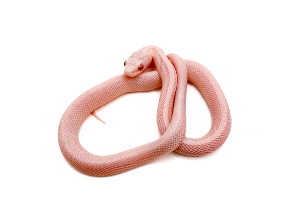 Полоз маисовый Pastel Snow Tessera