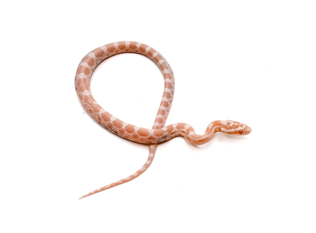 Полоз маисовый Pastel Snow
