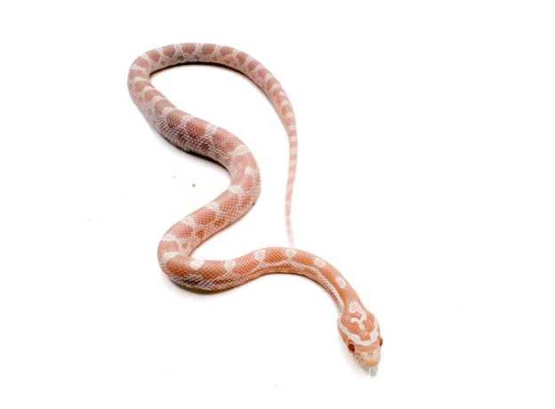 Полоз маисовый Pastel Snow