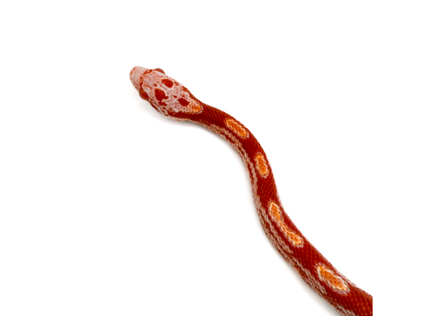 Полоз маисовый, Amelanistic
