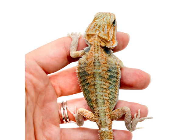 Агама бородатая Leatherback translucent het hypo