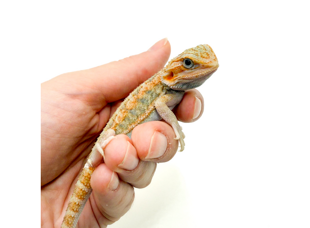 Агама бородатая Leatherback translucent het hypo