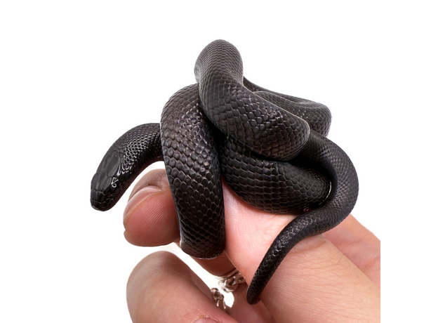 Королевская змея черная nigrita Королевская змея черная nigrita