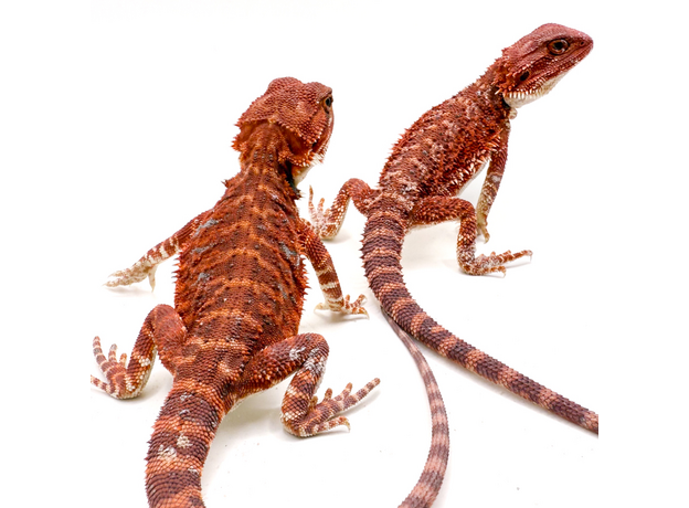 Агама бородатая Dark Red