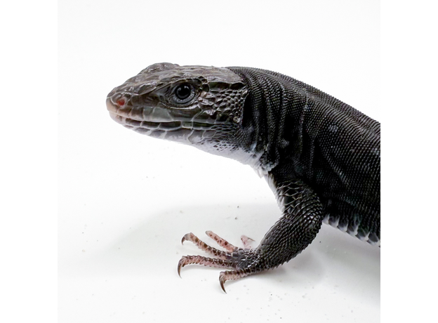 Ящерица жемчужная черная M