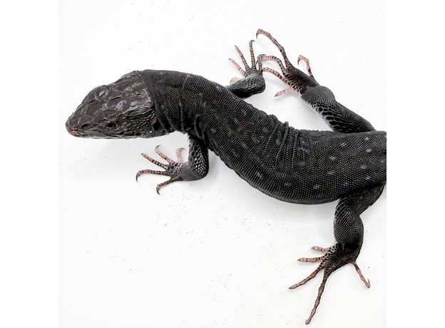 Ящерица жемчужная черная M