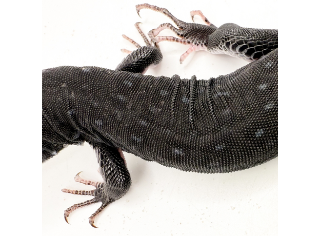 Ящерица жемчужная черная M