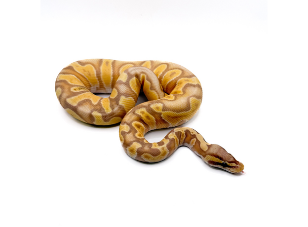Королевский питон Banana GHI Enchi
