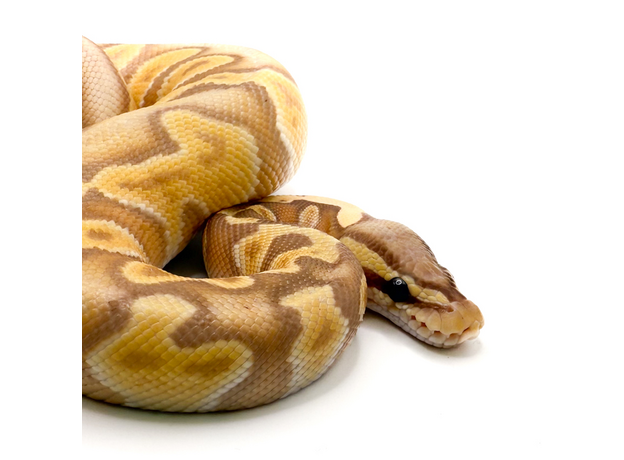 Королевский питон Banana GHI Enchi