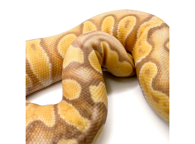 Королевский питон Banana GHI Enchi