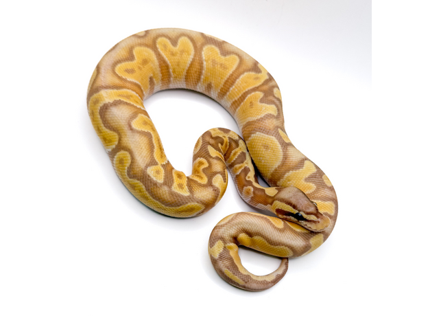 Королевский питон Banana GHI Enchi