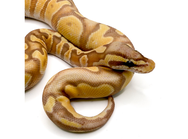 Королевский питон Banana GHI Enchi