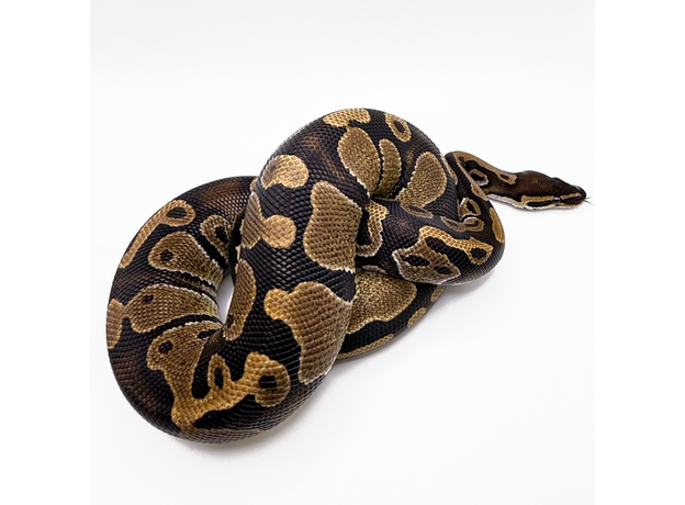 Королевский питон Yellow belly, S-M (Германия)