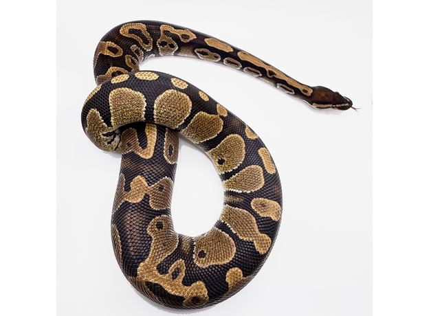 Королевский питон Yellow belly, S-M (Германия)
