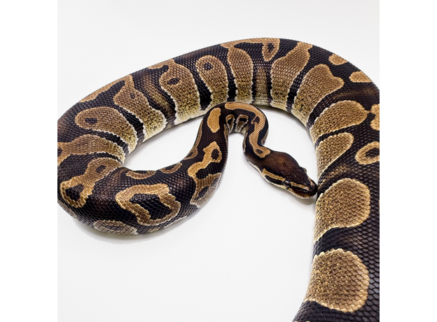 Королевский питон Yellow belly, S-M (Германия)