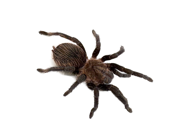 Паук-птицеед Br. albopilosum, самец, 2.5 см