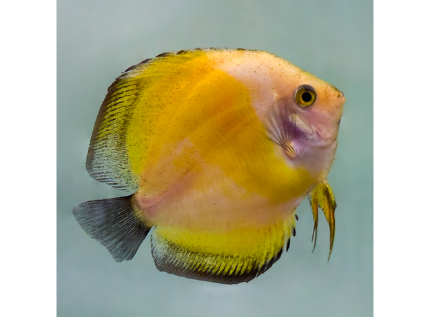 Дискус Мальборо желтый (Symphysodon aequifasciatus)