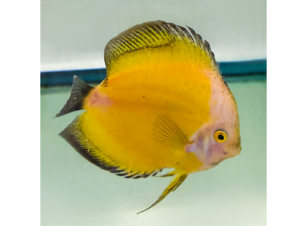 Дискус Мальборо желтый (Symphysodon aequifasciatus)