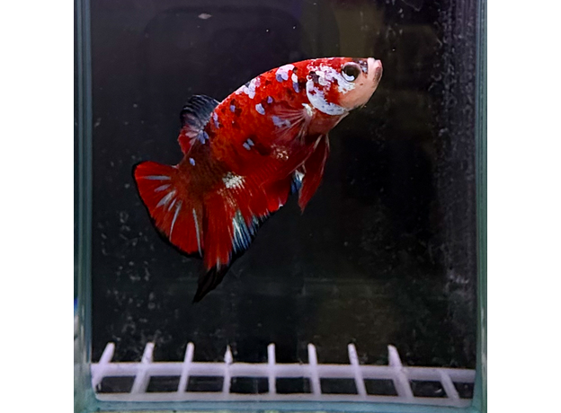 Петушок плакат Галактика красный (самец) (Betta splendens varr.Plakat)
