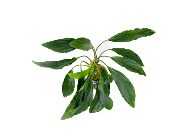 Хомаломена широкая Сунеате  (в горшке) (Homalomena sp broad cuneate) Хомаломена широкая Сунеате  (в горшке) (Homalomena sp broad cuneate)