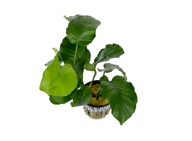 Анубиас бартера изумрудный (в горшке) (Anubias Barteri Emerald Bloom)